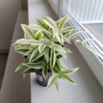 Dracena / Dracaena godseffiana SILVER Variegata - obrazek 4