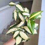 Dracena / Dracaena surculosa MILKY WAY - obrazek 6