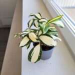 Dracena / Dracaena surculosa MILKY WAY - obrazek 7