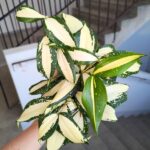 Dracena / Dracaena surculosa MILKY WAY - obrazek 5