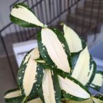 Dracena / Dracaena surculosa MILKY WAY - obrazek 3