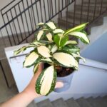 Dracena / Dracaena surculosa MILKY WAY - obrazek 2