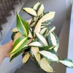 Dracena / Dracaena surculosa MILKY WAY - obrazek 8