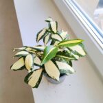 Dracena / Dracaena surculosa MILKY WAY - obrazek 9