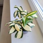 Dracena / Dracaena surculosa MILKY WAY - obrazek 11