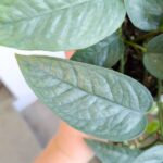 Epipremnum Cebu blue M - wiszący - obrazek 6