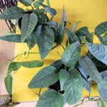 Epipremnum Cebu blue M - wiszący - obrazek 2