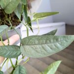 Epipremnum Cebu blue M - wiszący - obrazek 5