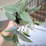 Epipremnum Cebu blue M - wiszący - obrazek 4