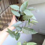 Epipremnum Cebu blue M - wiszący - obrazek 3