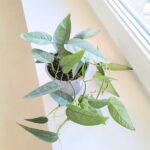 Epipremnum Cebu blue M - wiszący - obrazek 8