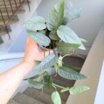 Epipremnum Cebu blue M - wiszący - obrazek 9