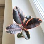 Ficus / Fikus elastica BELIZE - obrazek 5
