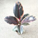 Ficus / Fikus elastica BELIZE - obrazek 8