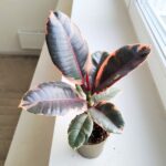 Ficus / Fikus elastica BELIZE - obrazek 6