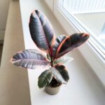 Ficus / Fikus elastica BELIZE