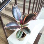 Ficus / Fikus elastica BELIZE - obrazek 4