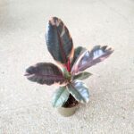 Ficus / Fikus elastica BELIZE - obrazek 3