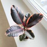 Ficus / Fikus elastica BELIZE - obrazek 7