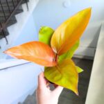 Filodendron / Philodendron Mars - obrazek 2