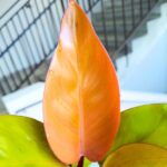 Filodendron / Philodendron Mars - obrazek 3