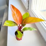 Filodendron / Philodendron Mars - obrazek 4