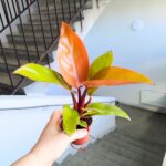 Filodendron / Philodendron Mars - obrazek 5