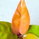Filodendron / Philodendron Mars - obrazek 6