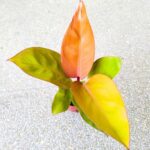 Filodendron / Philodendron Mars - obrazek 7