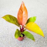 Filodendron / Philodendron Mars