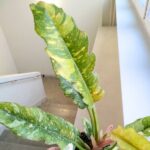 Filodendron / Philodendron Ring of Fire - pięknie wybarwiony - obrazek 13