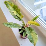 Filodendron / Philodendron Ring of Fire - pięknie wybarwiony - obrazek 12
