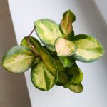 Hoya / Hoja australis LISA ms - obrazek 4