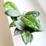 Hoya / Hoja Crassipetiolata Splash ms. - obrazek 3