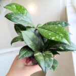 Hoya / Hoja Crassipetiolata Splash ms. - obrazek 4