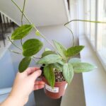 Hoya / Hoja Sp UT208 - obrazek 3