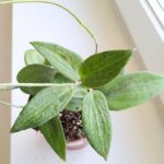 Hoya / Hoja Sp UT208 - obrazek 2