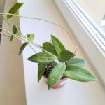 Hoya / Hoja Sp UT208