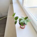 Hoya / Hoja Sp UT208 - obrazek 4