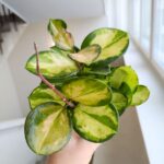 Hoya / Hoja australis LISA ms - obrazek 5