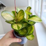 Hoya / Hoja australis LISA ms - obrazek 2