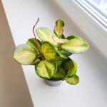 Hoya / Hoja australis LISA ms - obrazek 6