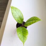 Hoja / Hoya callistophylla S - obrazek 6
