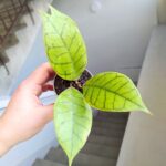Hoja / Hoya callistophylla S - obrazek 3