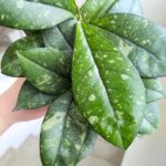 Hoya / Hoja Crassipetiolata Splash ms. - obrazek 7