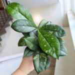 Hoya / Hoja Crassipetiolata Splash ms. - obrazek 2