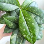 Hoya / Hoja Crassipetiolata Splash ms.