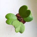 Hoya / Hoja kerrii - obrazek 5