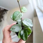 Hoja / Hoya Mathilde Splash maluch