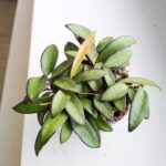 Hoja / Hoya Rosita M - obrazek 3